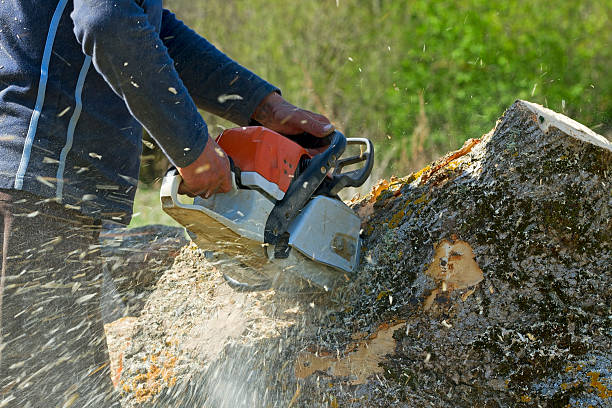 Lawn Grading and Leveling in Milam, TX